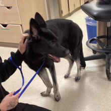 Black german shepherd