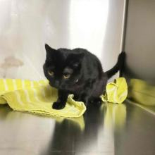 black cat with yellow towel