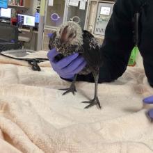 small chicken with gray feathers on its head , black feathers on the chicken's body