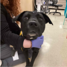 Young Intact Male Black Lab Mix