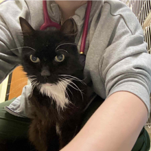 Black cat with white chest