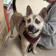 Brown dog with red harness