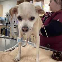 small tan chihuahua dark nose and eyes 