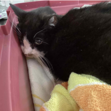 Black Cat with white nose and white whiskers 