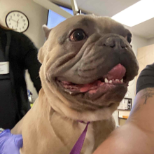 Tan Bodied French Bulldog with Dark brown nose and eyes