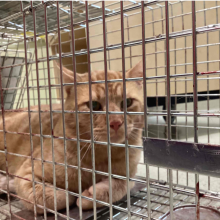 Orange Tabby in crate