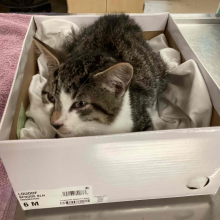 Young male tabby cat with white cheeks and neck