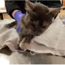 adult cat wrapped in towel