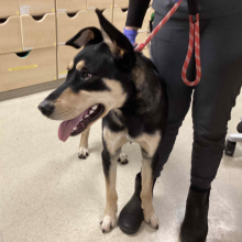 Brown and Black German Shepherd dog