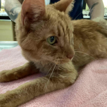Adult male neutered orange tabby, approximately 8 years old - MCD16752