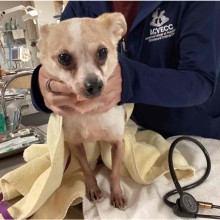 Dog wrapped in yellow towel being held by medic team