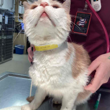 Orange and white cat