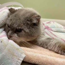 Cat wrapped in towel