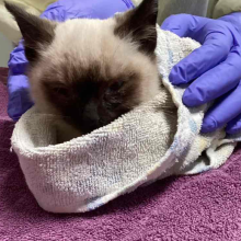  YOUNG SIAMESE MALE KITTEN (SIAMESE MARKINGS)