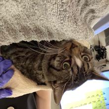 Brown tabby kitten with white spot in the middle of head and dark ears