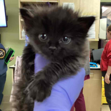 FOUND Kitten 1 month black female MGD16824