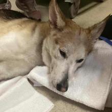 A white husky mix with tan and black markings on his head and back