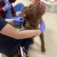 One year old, medium-sized, brown, female pit bull is pictured with some white coloration on her chest and toes.