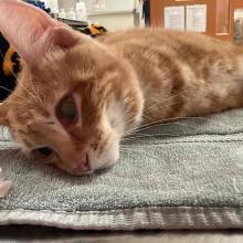 Adult Domestic Shorthair Orange Tabby