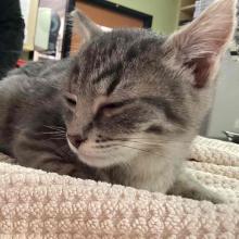 Domestic Short Hair Grey Tabby Female Kitten