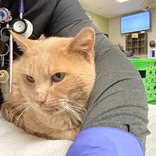 Orange cat resting on a towel