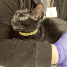 Black shorthair young cat 