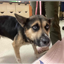 YOUNG FEMALE GERMAN SHEPHARD MIX 