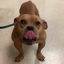 Tan male adult pitbull 