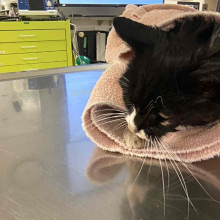 cat wrapped in orange towel