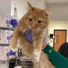 orange medium haired cat with darker stripes and white paws