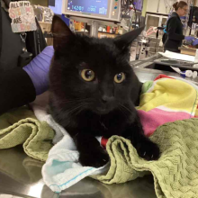 black cat with yellow eyes laying on a pile of towels
