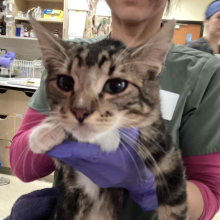 YOUNG MALE INTACT DSH TABBY KITTEN