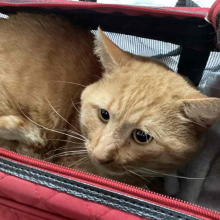orange cat in red carrier