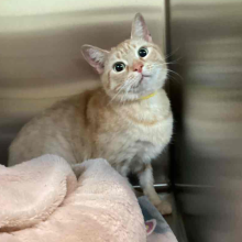 Cat in metal kennel standing behind peach blanket