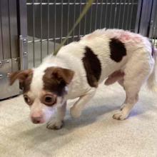 A White Chihuahua with Brown Spots