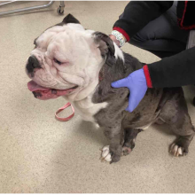 YOUNG WHITE/BRINDLE MALE INTACT AMERICAN BULLDOG