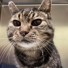 Close up of brown tabby cat face