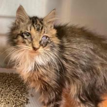Small, female, domestic longhair, tabby cat with brown tabby coloration all over and some white markings on chest and light brown markings on chin. One eye appears a healthy yellow-green color, while the other is entirely white due to apparent injury. 