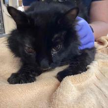 A black, male, domestic longhair cat. He is black all over and has a swollen right eye.