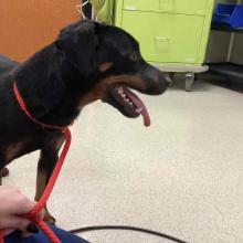small black and brown dog