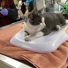 grey and white cat laying on a scale