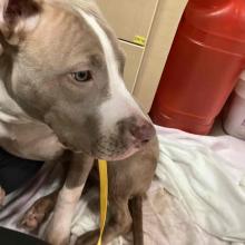 brown and white dog laying on a blanket