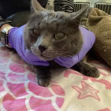 A 2 year old, grey cat