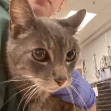 Grey tabby cat with yellow eyes, being held by technician 