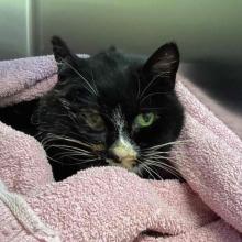 A female tuxedo cat with green eyes and white whiskers