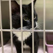 A male black and white tuxedo cat