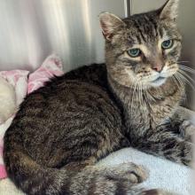 brown tabby cat laying down on a blanket