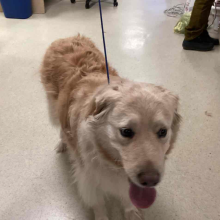 YOUNG FEMALE GOLDEN RETRIEVER MIX