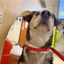 Beagle dog looking up