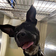 Dog looking down at camera with ears up